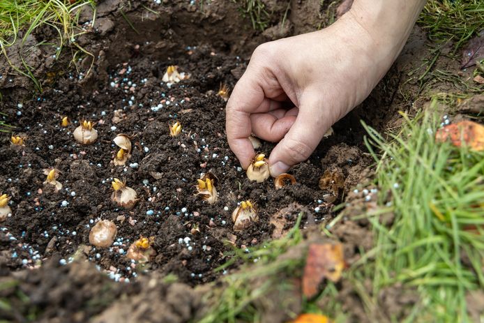 Conseil jardinage du mois : comment semer votre pelouse