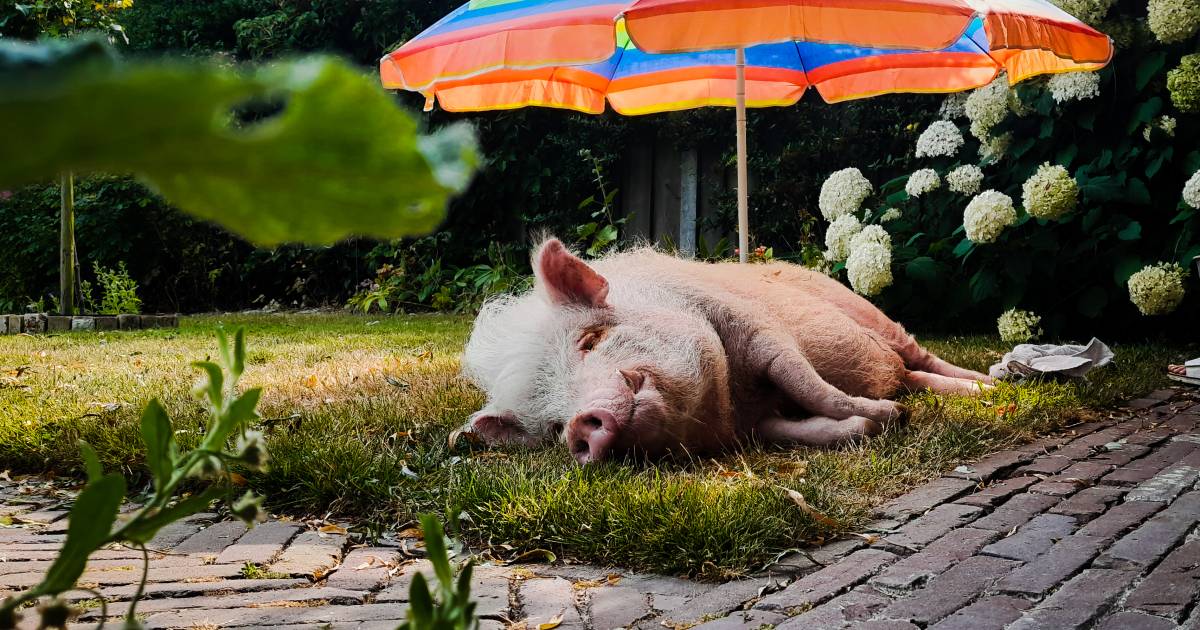 Nieuwsoverzicht Indrukwekkende erehaag voor slachtoffers