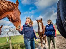 Kelly en Karin vrezen drama bij vreugdevuur naast hun bejaarde paarden: ‘Dan is er geen houden aan’