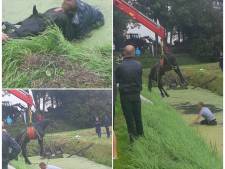Twee paarden met wagen belanden in de sloot in Mijnsheerenland