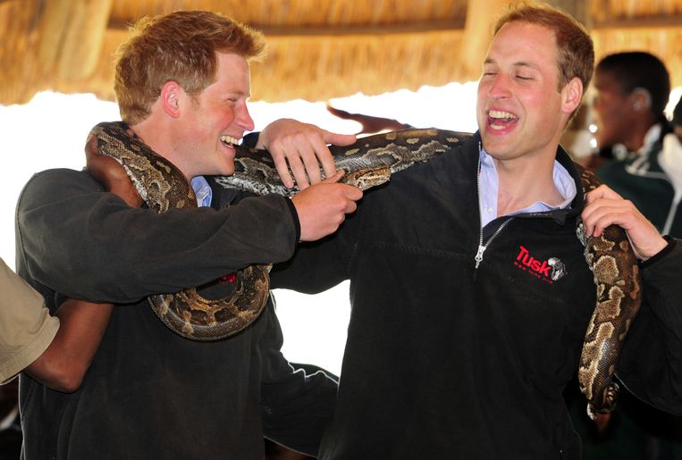 Harry en William dollen met een python in Botswana, 2010.  Beeld AP