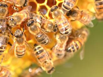 Dieven stelen bijenkasten en dat komt hen duur te staan