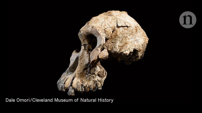 Uit een analyse van de schedel van MRD blijkt dat hij ongeveer 3,8 miljoen jaar oud is.