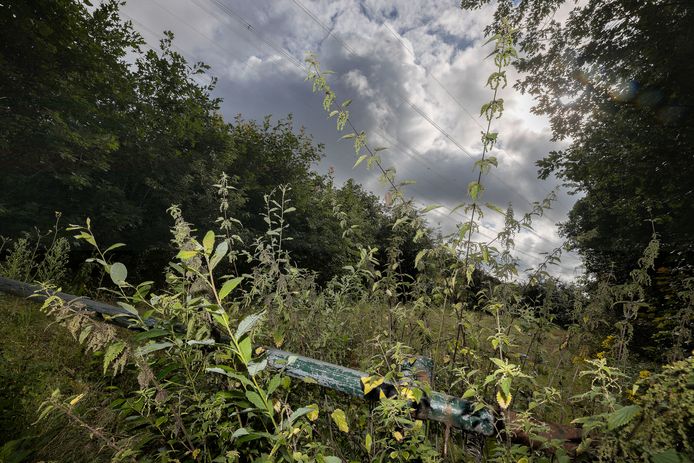 De homo-ontmoetingsplek aan de Hoberglaan bij Son bestaat al veertig jaar. De gemeente wil de inhammetjes van het bos nu afsluiten met slagbomen.