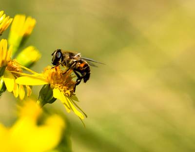 Onderzoekers analyseren bloemvoorkeur van bijen langs 82 bloemenranden