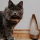 Hilarisch: kat steelt schoenen van buren en brengt ze naar baasje
