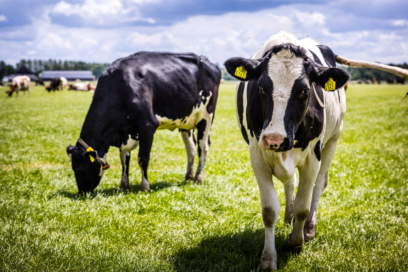 Koeien in een weiland in Schijndel. Het kabinet komt met een maatregelenpakket om de uitstof van stikstoot tegen te gaan.