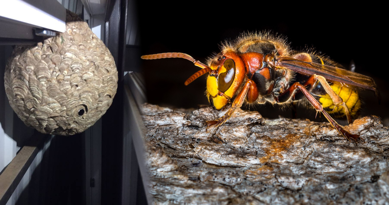 Aziatische hoornaar bestreden even regent het dode wespen in Vlaardingen Foto AD.nl