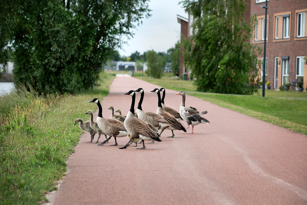 Een groep Canadese ganzen steekt de straat over in de Bredase wijk Waterdonken.