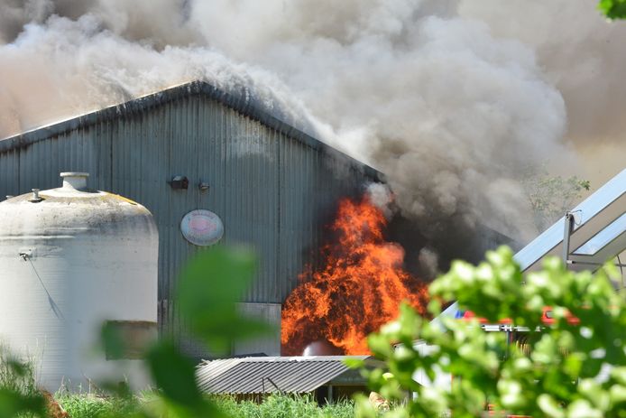 Duizenden Varkens Dood Bij Zeer Grote Stalbrand Nederweert Eindhoven Ed Nl