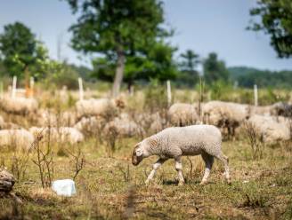 Stichting rondom heideschaap overbodig en gaat door op andere voet: ‘Iedereen met een goed idee kan bij ons aankloppen’