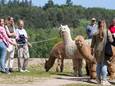 Wandelaars maken bij de zandafgraving op de Goudsberg een tussenstop met de alpaca's.