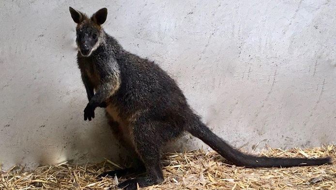 Een vochtige Plouf die net uit het water werd gevist.