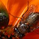 Een slimme bloem gebruikt zijn natuurlijke charmes om te verleiden