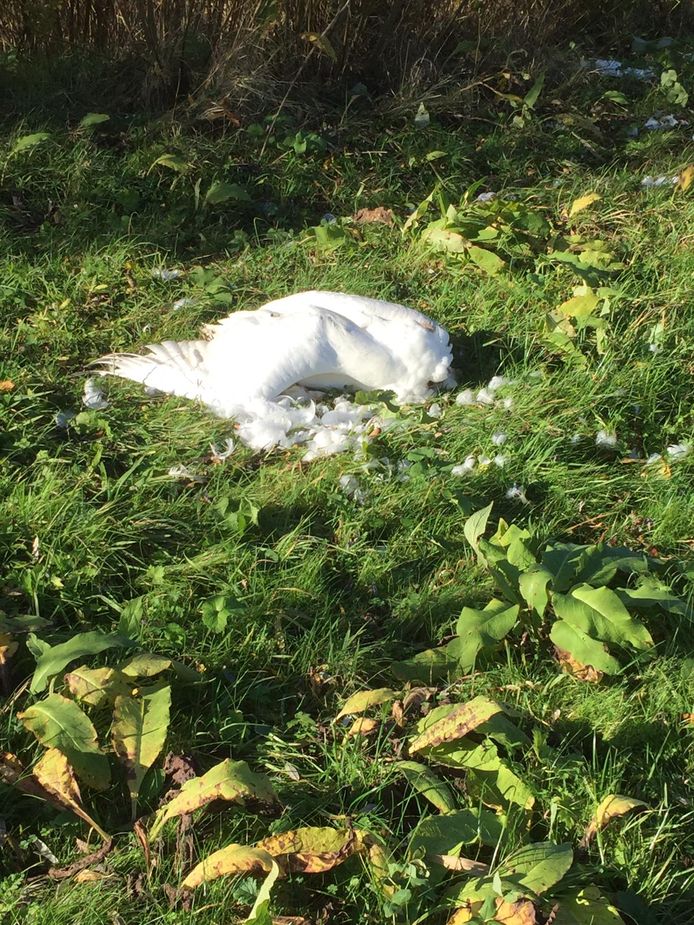 Foto ter illustratie:
Een 76-jarige Zwollenaar wordt ervan verdacht dat hij bewust op een groep ganzen en zwanen inreed. Een zwaan bleek dusdanig gewond dat een dierenarts hem uit zijn lijden moest verlossen.