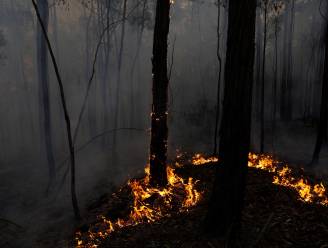 “Te laat om te vertrekken”: noodwaarschuwing voor bosbrand in de buurt van hoofdstad Canberra