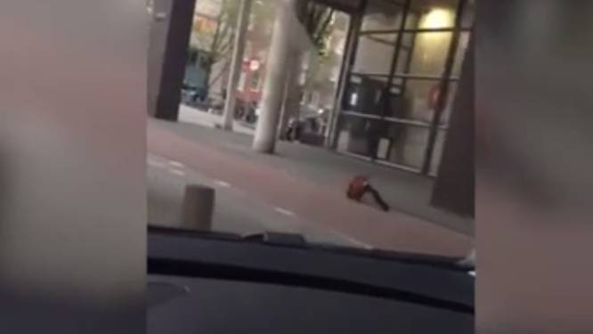 Halfaap ontsnapt uit Amsterdamse zoo en gaat even de stad verkennen