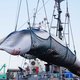 Japan herneemt commerciële walvisjacht: eerste schepen vertrokken