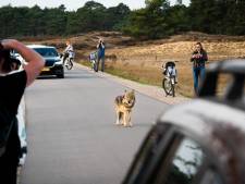 Gelderland wil wolf afschieten als die voor tweede keer over een hek springt om schapen te pakken