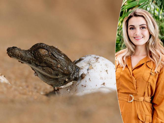 Krokodil krijgt jong zonder mannetje: is zo’n ‘onbevlekte ontvangenis’ wel goed voor een dier? En kan dit ook bij mensen? 