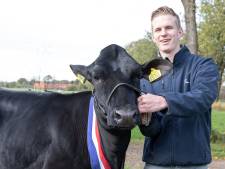 Teun (18) uit Geesteren is de Leco onder de koeienvisagisten: hij maakte van Coba 438 de allermooiste