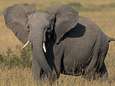 La demande chinoise à l'origine du massacre des éléphants d'Afrique