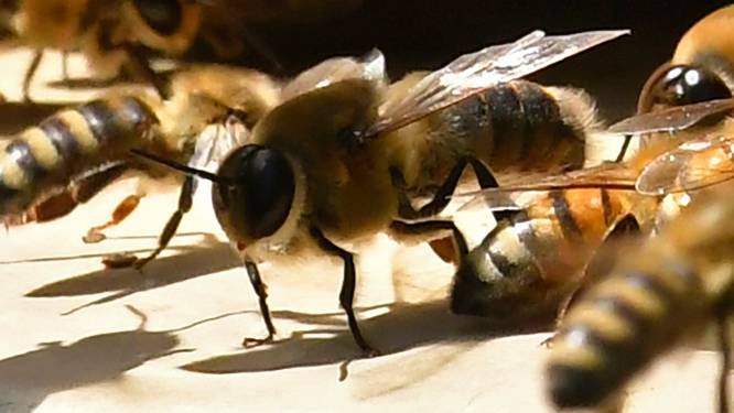 Une IA permet de communiquer avec les abeilles, ce qui inquiète les scientifiques
