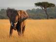 Trieste balans: vier olifanten per dag gedood in natuurreservaat