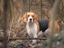 Honden brengen verboden bestrijdingsmiddelen in het milieu: ‘Dit is zorgwekkend’