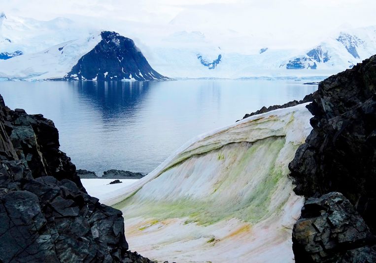 Onderzoekers onderzochten de bloei van “sneeuwalgen” op Anchorage Island, Antarctica. 