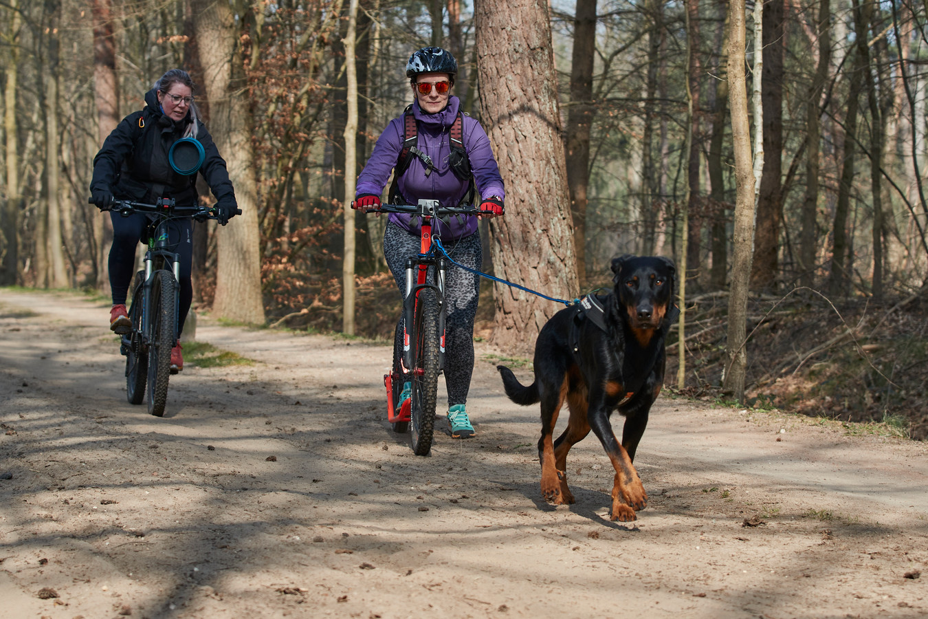 Steppen met je hond door het bos? Dat kan: je hebt toestemming van de dierenarts nodig' Foto | destentor.nl