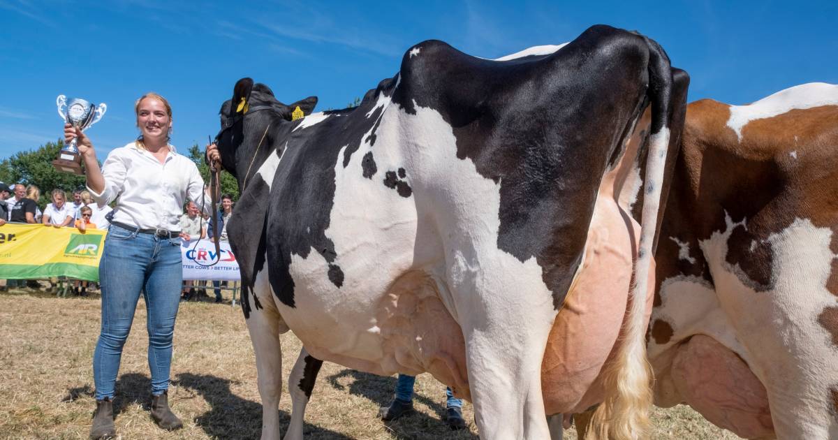 Veehouderij Vrij Zwanenburg domineert eerste Fokveedag in Aagtekerke in vijf jaar