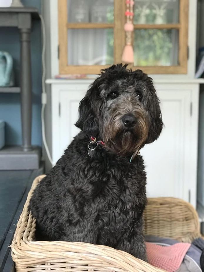 De 1-jarige labradoodle Guusje overleefde de ziekte van Weil niet.
