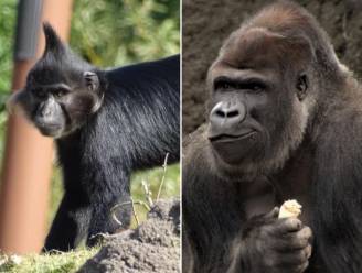 Gedood voor ogen van bezoekers: hoe 'plagerij' van aapje Fito verkeerd afliep