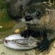 'Het is lang niet zeker dat de otter gered is'