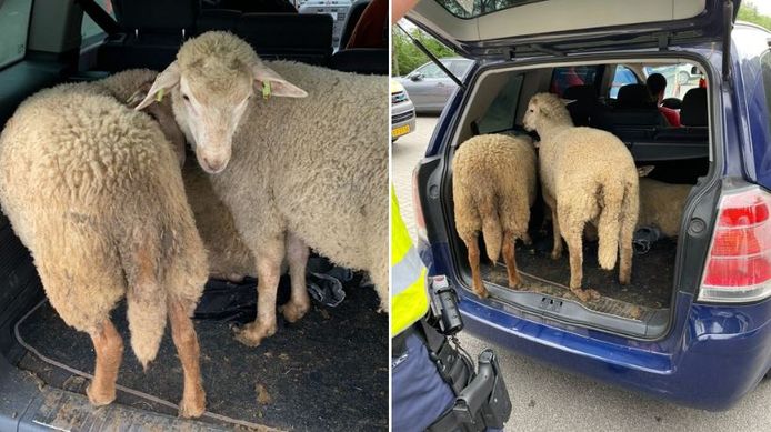 De gestolen schapen werden achter in de auto aangetroffen.