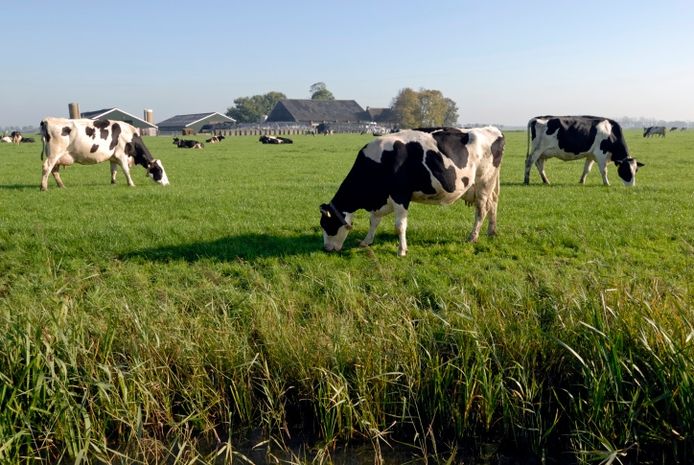 Ter illustratie: de provincie krijgt extra geld om veeboeren in de buurt van beschermde natuur op te kopen.