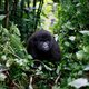 Oliewinning in Virunga betekent het einde van de berggorilla’s