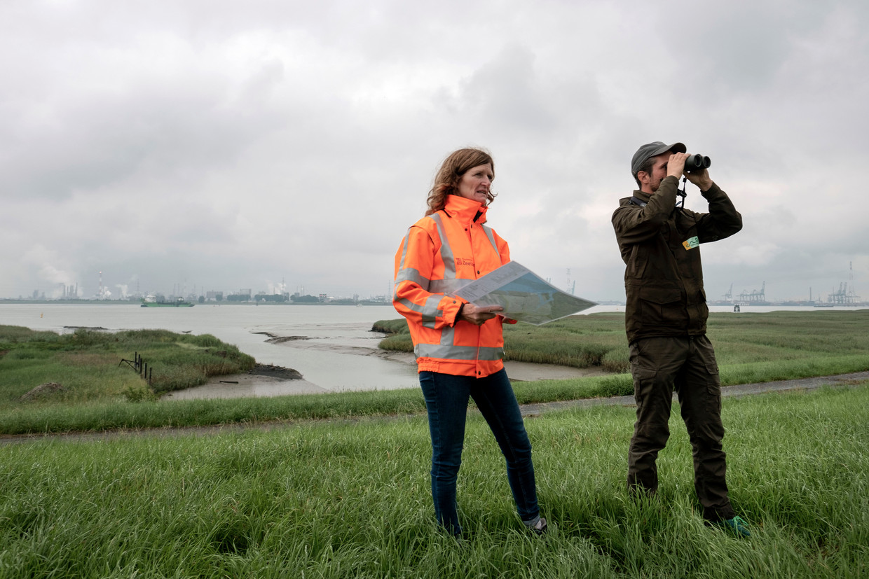Monique Ekkebus van de provincie Zeeland en Pepijn Calle van Het Zeeuwse Landschap bekijken het resultaat van de eerste werkzaamheden om het gebied te ontpolderen. Beeld Merlin Daleman