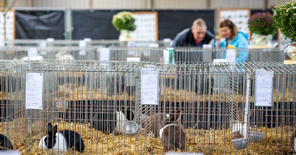 Het zit de kleindierenclub in Diepenheim niet mee, na corona is nu de vogelgriep spelbreker: ‘Dit ja