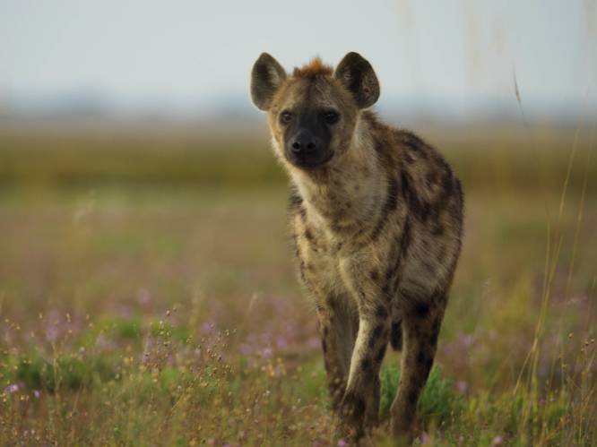 Man gedood door hyena's bij Keniaanse hoofdstad Nairobi, angst onder studenten groeit