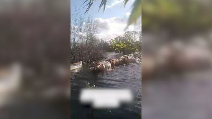 The hungry cows followed the hay-filled kayak.