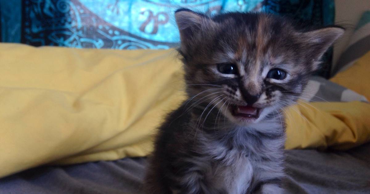 Le Chaton Le Plus Triste Du Monde Fait Le Buzz Insolite 7sur7 Be