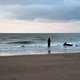 Aangespoelde orka op strand van Cadzand overleden