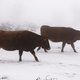 Bevroren koeien in berghut veroorzaken overlast