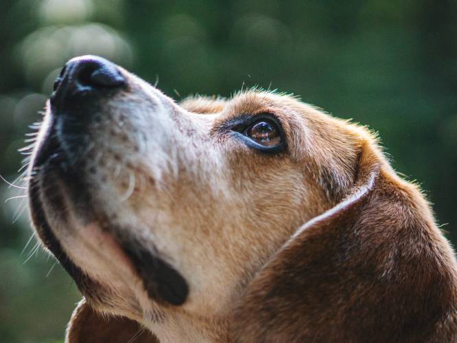 Als je ziek bent, ruik je anders: honden worden steeds vaker gebruikt om aandoeningen zoals kanker en corona op te sporen