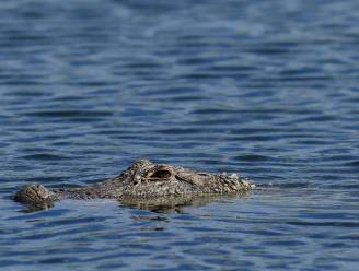 Politie vindt overblijfselen van verdwenen vrouw in muil van alligator in Texas