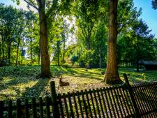 Gemeente staat voor raadsel: wie verfde oranje stippen op bomen blauw?