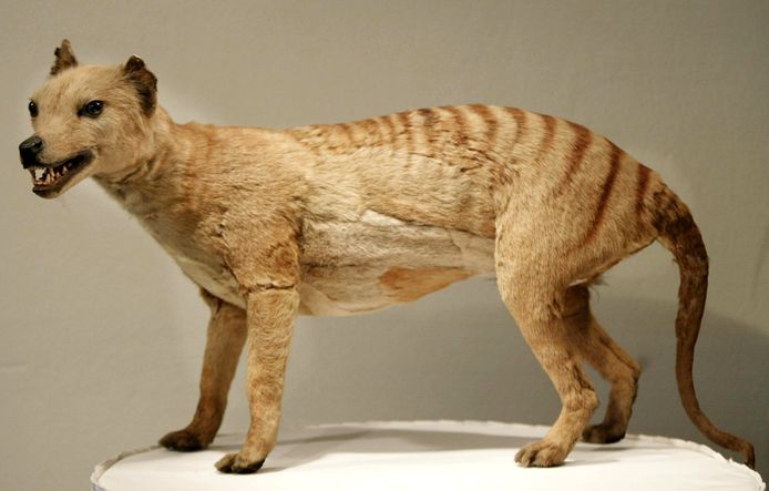 Een opgezette Tasmanaanse tijger in het Australian Museum in Sydney.