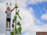 Video van de Dag | Deze zonnebloem is 7 meter hoog! Jeroen (36): ‘Ik deel de pitten met niemand’